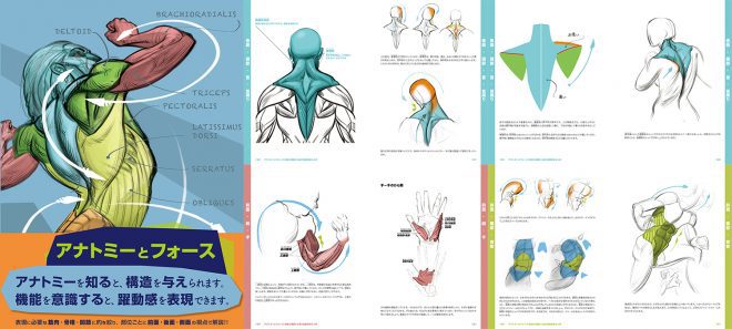 アナトミーとフォース 構造と機能から描く躍動感ある人体