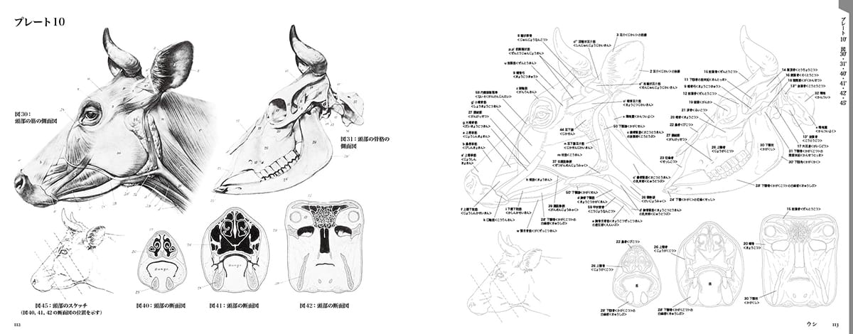 エレンベルガーの動物解剖学 - 動物解剖学の古典名著を復刻！持って