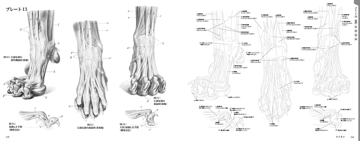 エレンベルガーの動物解剖学 動物解剖学の古典名著を復刻 持っておきたい参考資料年1月下旬発売