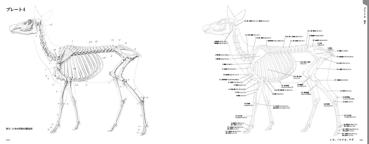 エレンベルガーの動物解剖学 - 動物解剖学の古典名著を復刻