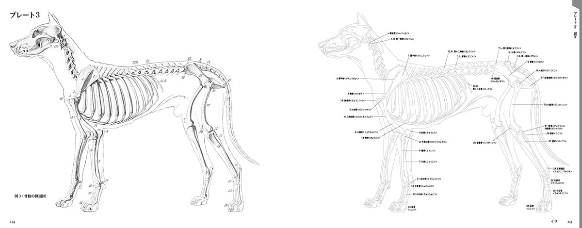 エレンベルガーの動物解剖学 - 動物解剖学の古典名著を復刻！持って