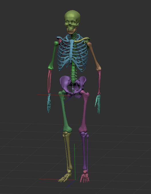 スケルトン Zbrush向け3dモデル 竹の子lab による人体骨格3dモデル 無料配布中 改変 商用ok Ztl Fbx Obj Stl