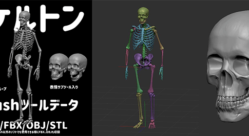 スケルトン Zbrush向け3dモデル 竹の子lab による人体骨格3dモデル 無料配布中 改変 商用ok Ztl Fbx Obj Stl