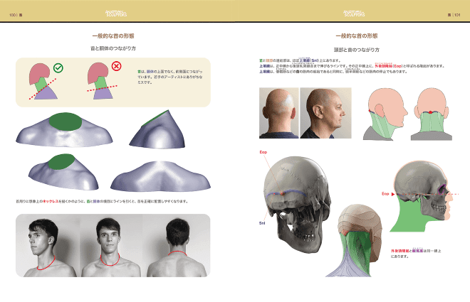 スカルプターのための美術解剖学 頭頸部編 - Form of the Head and