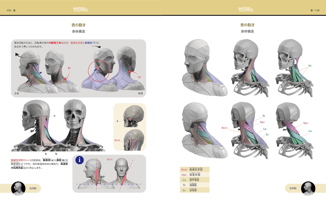 スカルプターのための美術解剖学 頭頸部編 - Form of the Head and