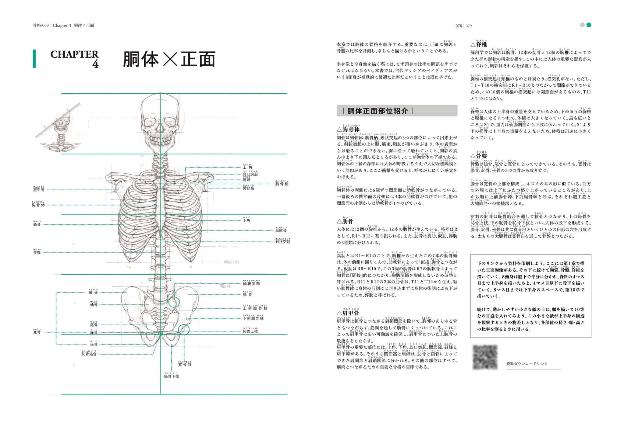 骨格の書 医学部解剖室の准教授が教える美術解剖学