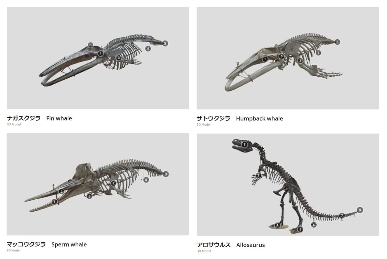 海洋堂 国立科学博物館 マッコウクジラ(全身骨格) 待ち構え QUWXNANK